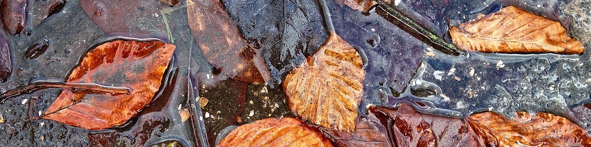 feuilles-mortes